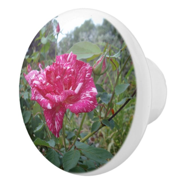 Elegant Pink And White Striped Rose,  Ceramic Knob (Right)