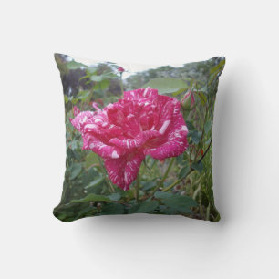 Elegant Pink And White Striped Rose, Cushion