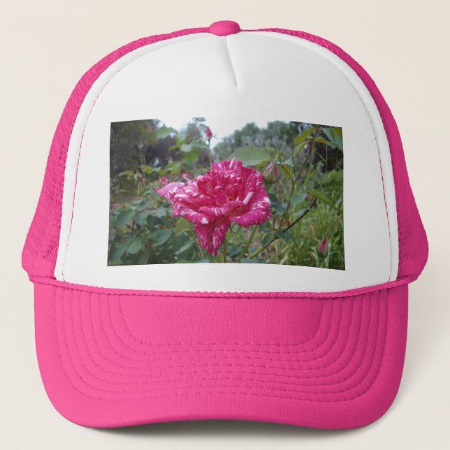 Elegant Pink And White Striped Rose, Truckers Hat (Front)