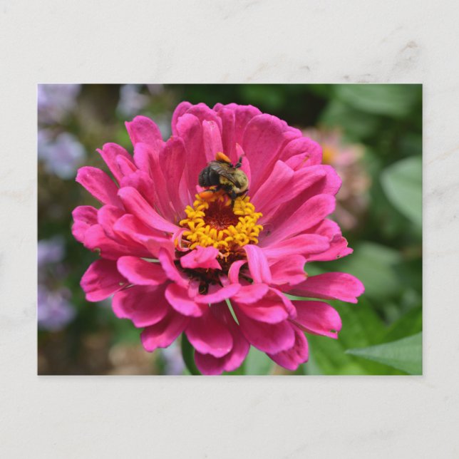 Elegant pink floral flower mum daisy honeybee postcard (Front)