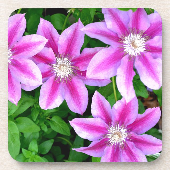 Elegant pink floral green botanical  coaster (Front)