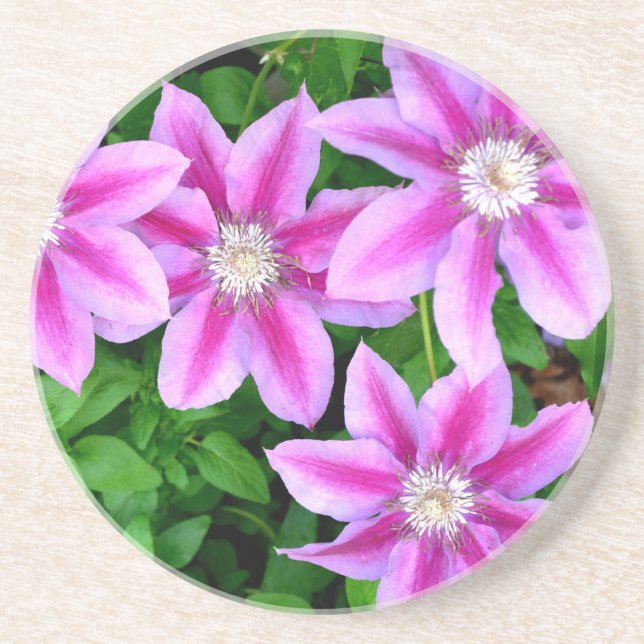 Elegant pink floral green botanical  coaster (Front)