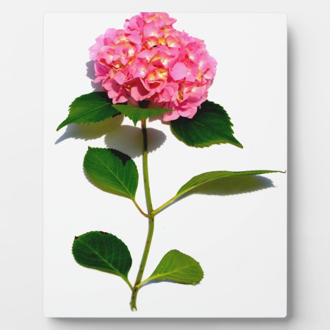 Elegant pink floral pink hydrangea  plaque (Front)