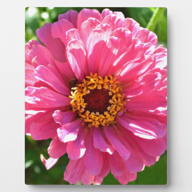 Elegant pink floral retro pink daisy  plaque (Front)