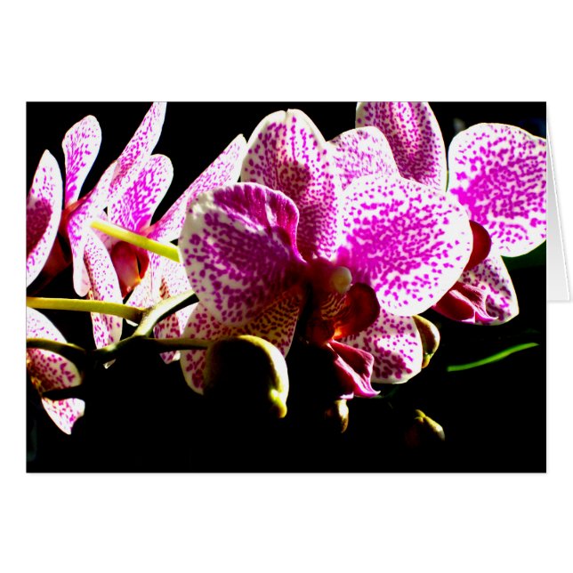 Elegant pink floral tropical pink orchids (Front Horizontal)