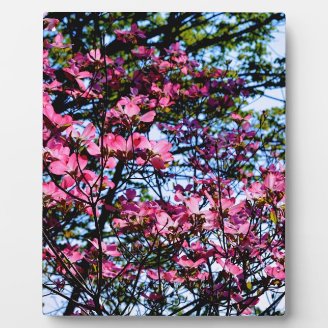 Elegant pink florals flowering dogwood tree plaque (Front)
