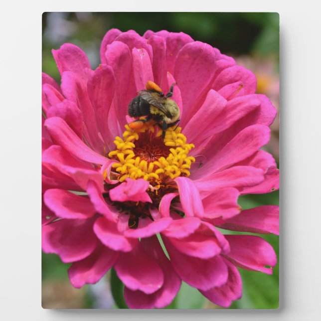 Elegant pink flower cute bee plaque (Front)