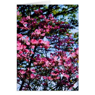 Elegant pink flowers florals blooming Dogwood tree