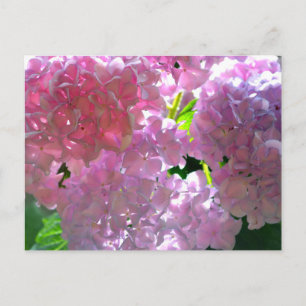 Elegant pink flowers pink floral pink hydrangeas postcard