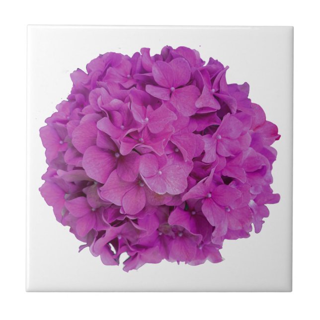 Elegant pink magenta floral hydrangeas roses  tile (Front)