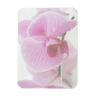 Elegant Pink Orchid Photo Magnet