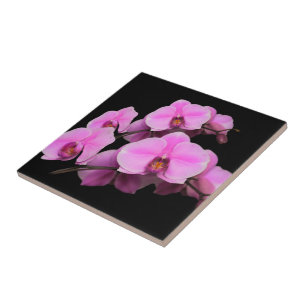 Elegant Pink Orchids Phalaenopsis on Black Tile
