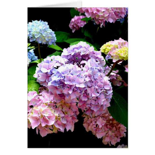 Elegant pink purple blue floral hydrangea gardens  (Front)