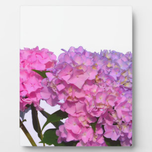 Elegant pink purple floral hydrangeas plaque