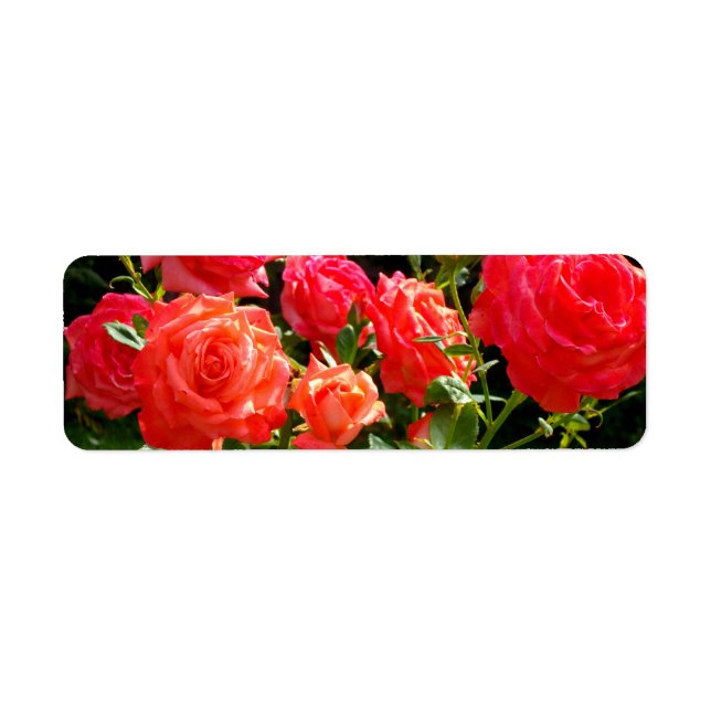 Elegant pink red orange floral roses (Front)