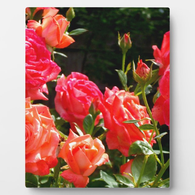 Elegant pink red orange floral roses plaque (Front)