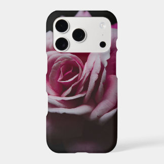 Elegant Pink Rose