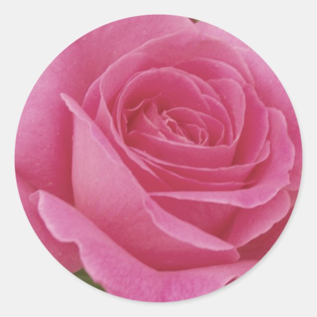 Elegant Pink Rose Classic Round Sticker (Front)