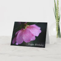 Elegant Pink Rose Close Up w/ Dew Happy Birthday C
