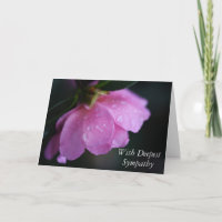 Elegant Pink Rose Close Up w/ Dew Sympathy