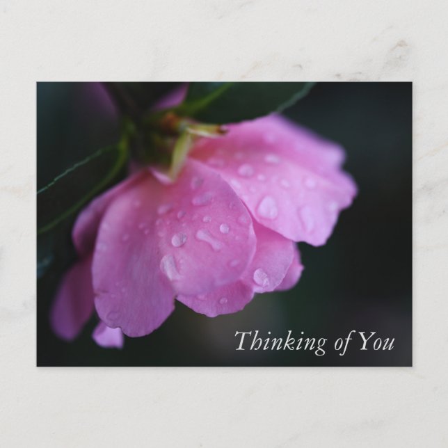 Elegant Pink Rose Close Up w/ Dew Thinking of You Holiday Postcard (Front)