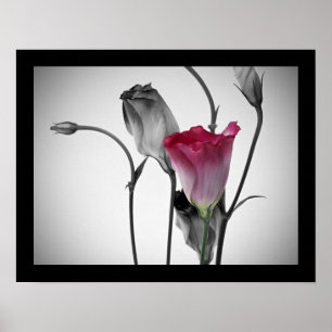 Elegant Pink Rose Poster