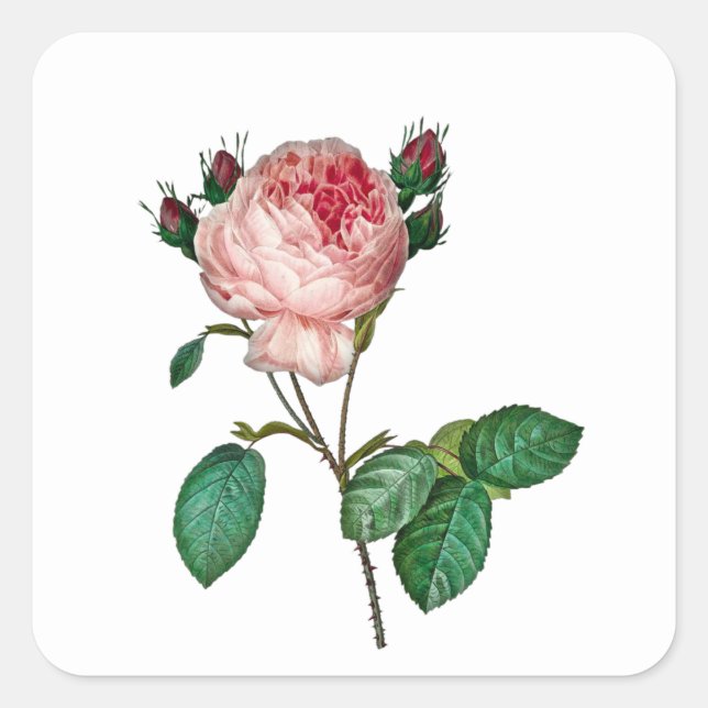 Elegant pink rose stickers (Front)