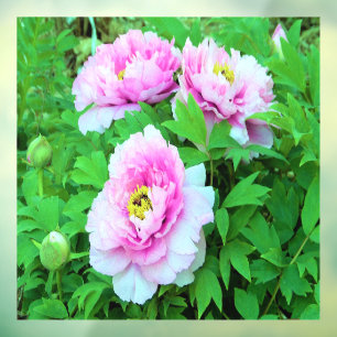 Elegant Pink Tree Peony Flowers with Yellow Centre