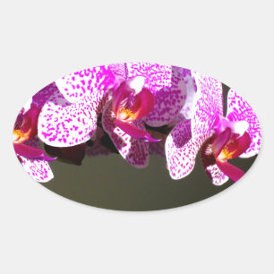 Elegant pink tropical floral flowers orchids oval sticker