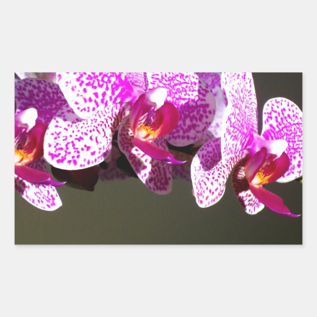 Elegant pink tropical floral flowers orchids  rectangular sticker (Front)