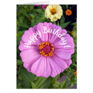 Elegant Pink Zinnia Flower Birthday Card
