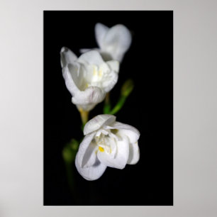 Elegant Poster