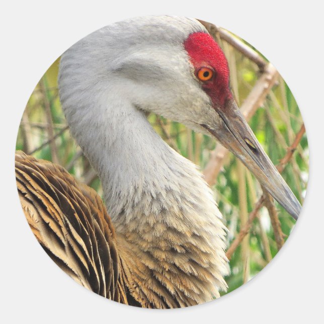 Elegant Profile of a Greater Sandhill Crane Classic Round Sticker (Front)