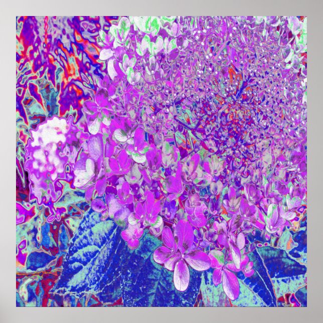Elegant Purple and Blue Limelight Hydrangea Poster (Front)