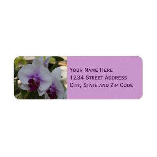 Elegant Purple and White Orchid Photo
