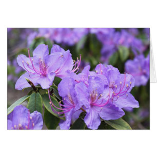 elegant purple azalea flowers, 杜 鹃 花
