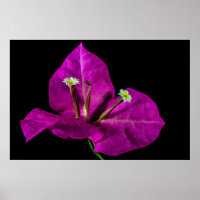 Elegant Purple Bougainvillea