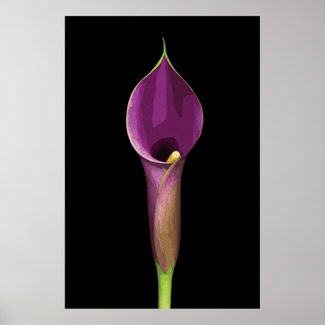 Elegant Purple Calla Lily Illustration Poster (Front)