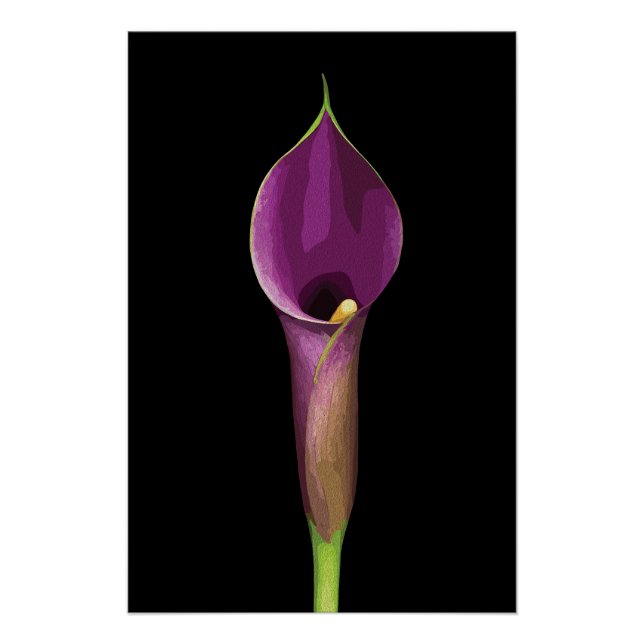 Elegant Purple Calla Lily Illustration Poster (Front)