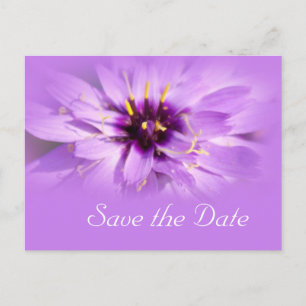 Elegant purple daisy flower save the date postcard