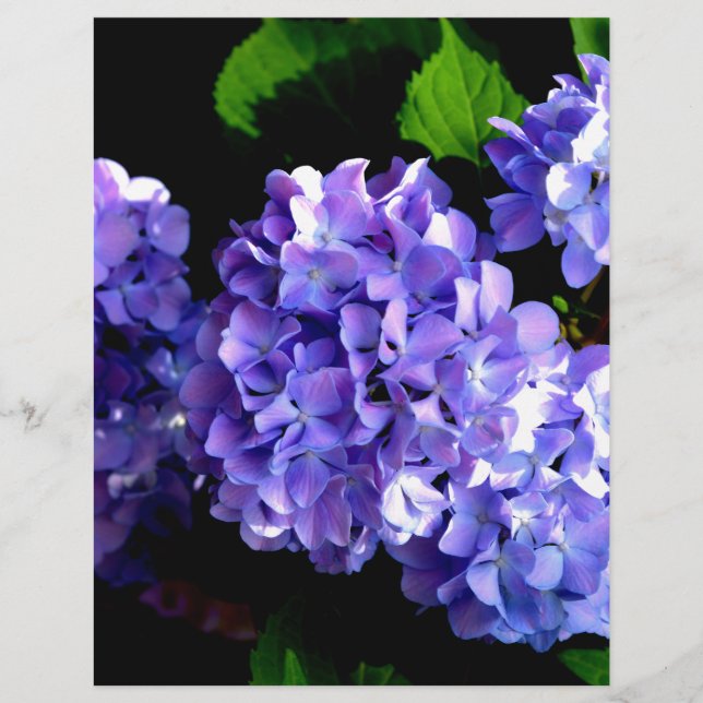 Elegant purple floral purple blue hydrangeas (Front)