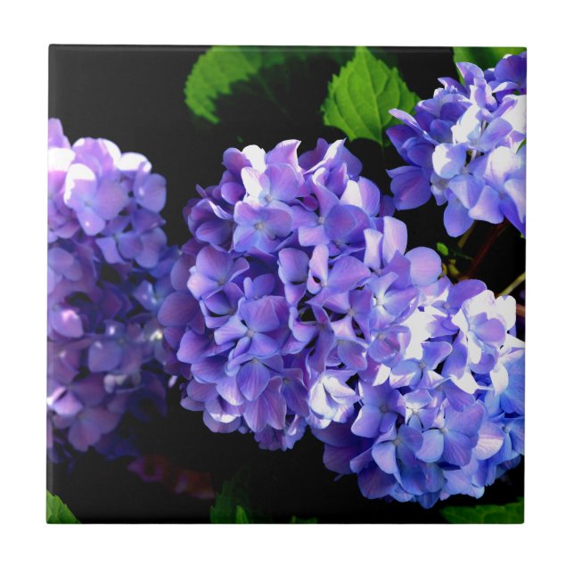 Elegant purple periwinkle floral hydrangeas tile (Front)