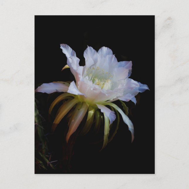 Elegant Queen of the Night Cactus Flower Postcard (Front)
