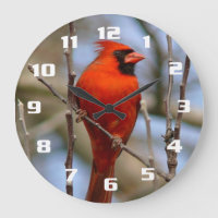 Elegant Red Cardinal