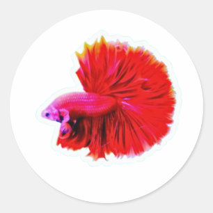 Elegant Red Rose Tail Betta Sticker - Luxury Flowi