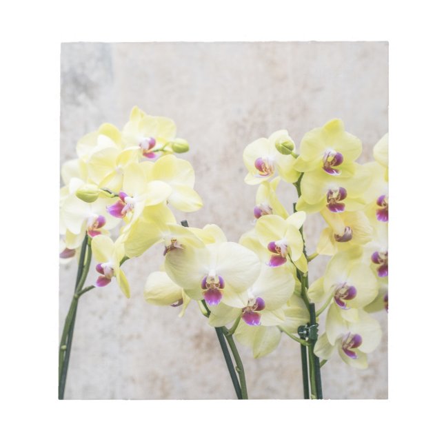 Elegant Romantic Cream & Lilac Orchids Notepad (Front)