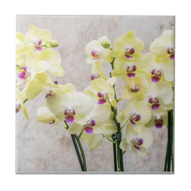 Elegant Romantic Cream & Lilac Orchids Tile (Front)