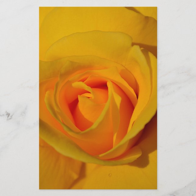 elegant romantic Yellow Rose close up (Front)
