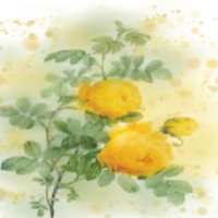 Elegant Rose Watercolor T-Shirt