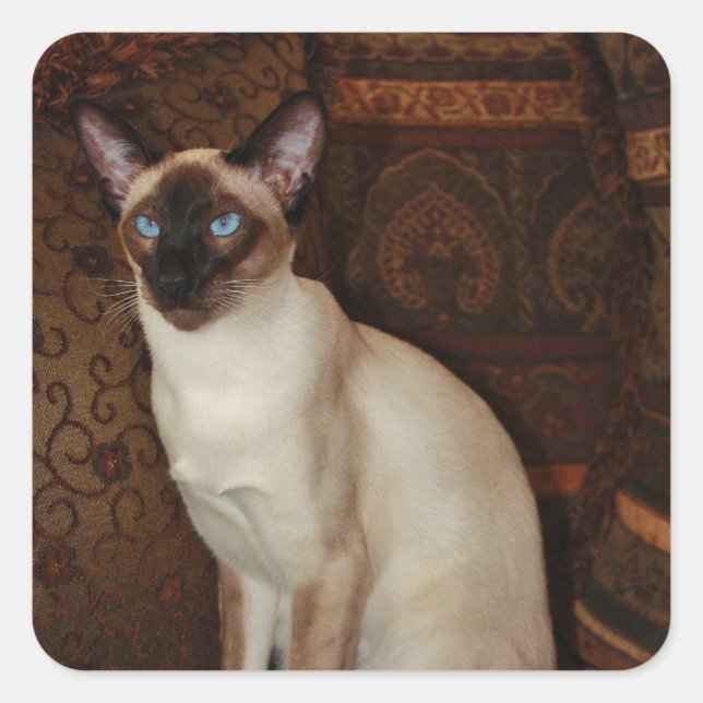 Elegant Siamese Cat Square Sticker (Front)